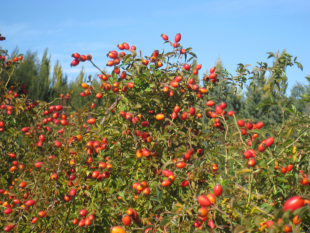 AP-4_plants1