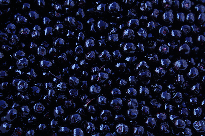 Maqui_berries_2